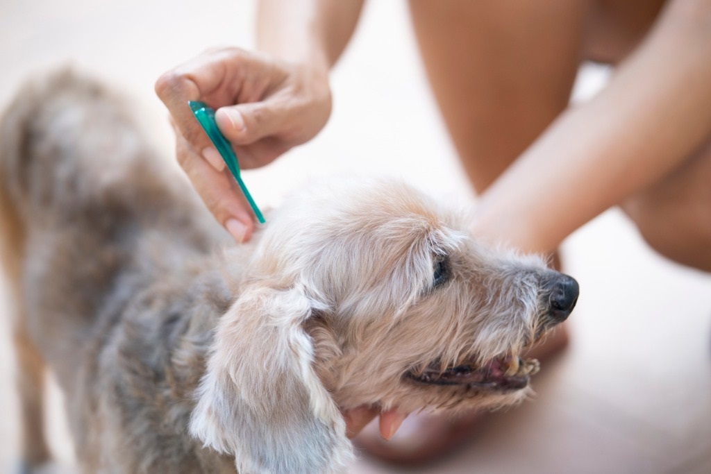 Tick Removal Kit Available at Your Canadian Pharmacy