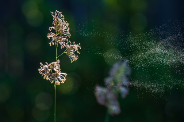 Discover how to treat hay fever symptoms at your local PharmaChoice pharmacy.