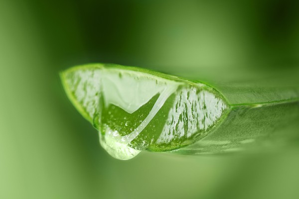 Discover how aloe vera gel can help support healthy skin.