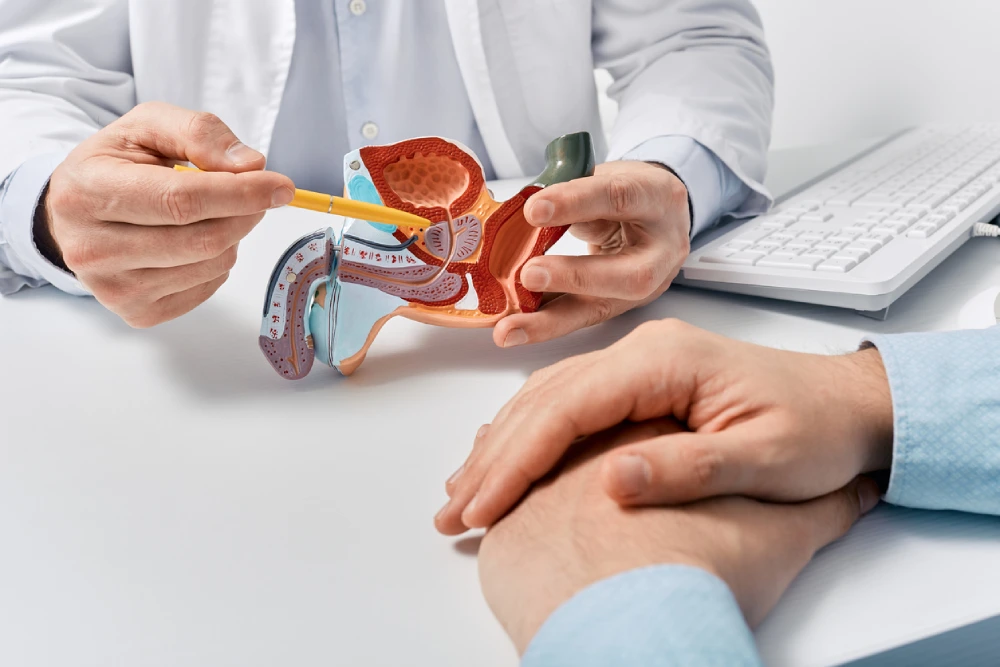 doctor showing the location of the prostate